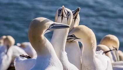 凯尔特人103-95逆转步行者 布朗31+9西亚卡姆空砍25分